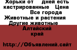   Хорьки от 35 дней есть кастрированные › Цена ­ 2 000 - Все города Животные и растения » Другие животные   . Алтайский край